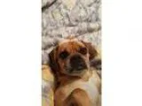 Snickers Male Aussie Mountain Cur Mix