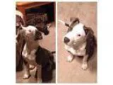 Adopt Auggie a Pit Bull Terrier