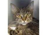 Adopt ARIEL a Domestic Shorthair  Mixed cat in Wintersville OH (