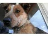 Adopt Cassey a Australian Cattle Dog (Blue Heeler)