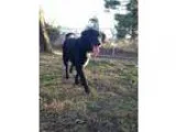 Adopt Riley a Black - with White Flat-Coated Retriever  Mixed do