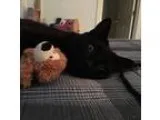 Adopt Finley a All Black Domestic Shorthair (short coat) cat in 