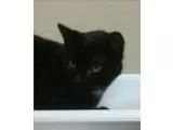 Adopt Penelope a Domestic Shorthair  Mixed cat in Oceanside CA (