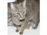 Adopt Mooches a Domestic Shorthair  Mixed (short coat) cat in Sh