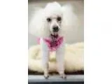 Adopt Janis a Miniature Poodle  Mixed dog in San Francisco CA (1