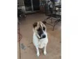 Adopt NALA a Siberian Husky Labrador Retriever
