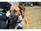 Adopt Catalina (foster) a BrownChocolate - with Tan Retriever (U