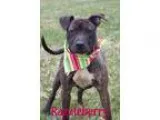 Adopt Samantha a TanYellowFawn - with Black Sheltie Shetland She