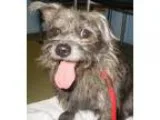 Adopt Champ a Cairn Terrier Wire Fox Terrier