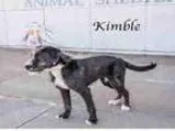 Adopt Kimble A130294 a Schnauzer