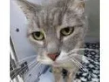 Adopt Shnookums a Gray or Blue (Mostly) Domestic Shorthair  Mixe