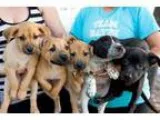 Adopt Peter Pan Puppies - Males a Australian Cattle Dog (Blue He