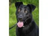 Adopt George a Labrador Retriever