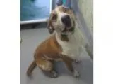 Adopt Pound Dog-Waylon 135153 a Hound