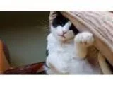 Adopt Rudy a Domestic Short Hair-black and white Tuxedo