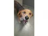 Adopt RUFUS a Beagle  Mixed dog in Wintersville OH (15141377)