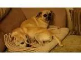 Adopt Josie and Cocoa - needs foster a Pug Beagle