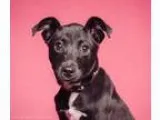 Adopt Yoplait a Labrador Retriever