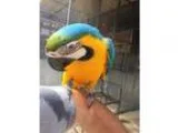 Afseredg Hand Raised Blue and Gold Macaws For Sale