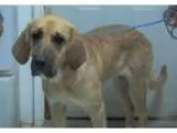 Adopt Katie a Bloodhound Great Pyrenees