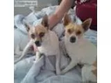 Two Chihuahua s