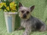 Adopt JASMINE a Silky Terrier  Mixed dog in Santa Clara CA (1506