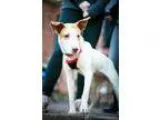 Adopt Kiah (Has application) a Hound (Unknown Type)  Mixed dog i