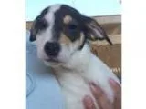 Akc German Shepherd Puppies 700.00