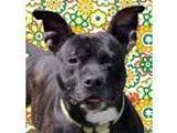 Adopt Bruce a Brindle American Pit Bull Terrier  Mixed dog in Wi