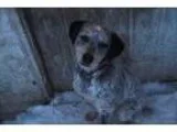 Adopt Sargeant a White - with Gray or Silver Blue Heeler  Pointe