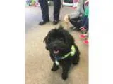Adopt Pepper a Bichon Frise Shih Tzu
