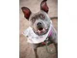 Adopt ESME a GrayBlueSilverSal t and Pepper Pit Bull Terrier  Te