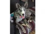 Adopt River a Merle Catahoula Leopard Dog  Mixed dog in Broomfie