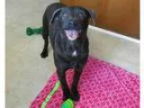 Adopt Harper a GraySilverSalt and Pepper - with White Schnauzer 