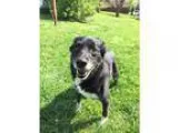 Adopt ZELDA a Border Collie  Mixed dog in Wintersville OH (15189