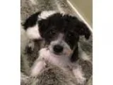 Adopt Zach a Poodle Havanese