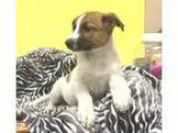 Adopt Cassandra a German Shepherd Dog