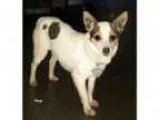 Adopt DUSTY a Pit Bull Terrier