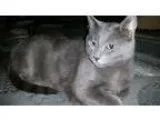 Adopt Mr. Ash a Gray or Blue Russian Blue (short coat) cat in Tu