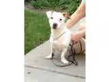 Adopt ZANNY a Jack Russell Terrier Basset Hound