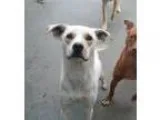 Adopt Barkley a Australian Cattle Dog (Blue Heeler)
