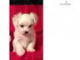 Malt puppy