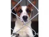 Toy Australian  Shepherd