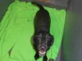 Adopt Sweet Pea---Bella a Black Labrador Retriever Great Dane
