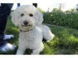 Adopt Rusty a White - with Brown or Chocolate Poodle (Miniature)