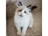 Adopt Atticus a Ragdoll  Mixed cat in Smyrna GA (15167709)