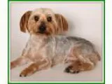 Adopt Mahalo a Silky Terrier