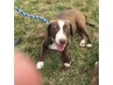 Adopt PUMBA a Labrador Retriever  Mixed dog in Wintersville OH (