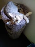 Pure bred Bengal kitten