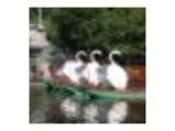 Opening Day for Swan Boats 2016